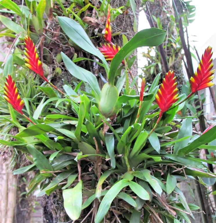 bromelia_aérea