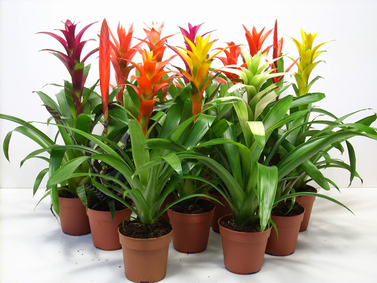 bromelias-do-genero-neoregelia