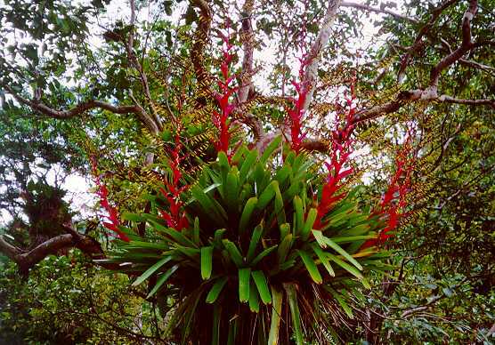 bromelias2