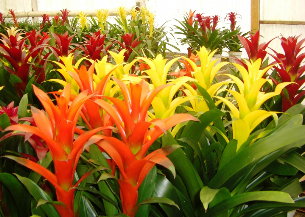 bromelias_guzmania