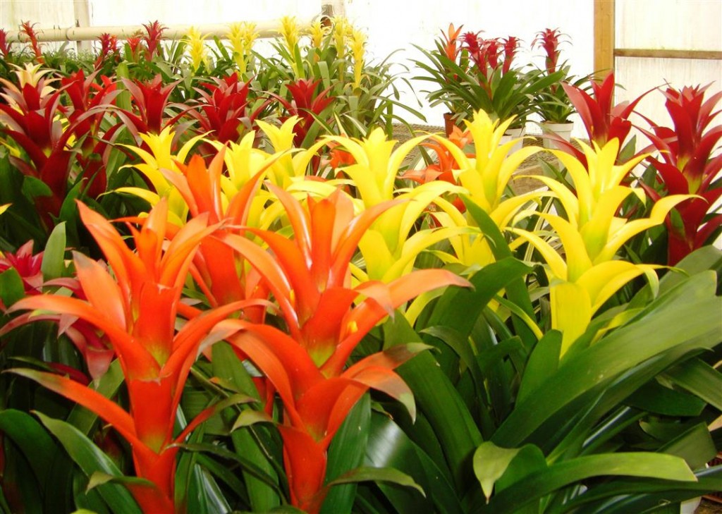 bromelias_guzmania 