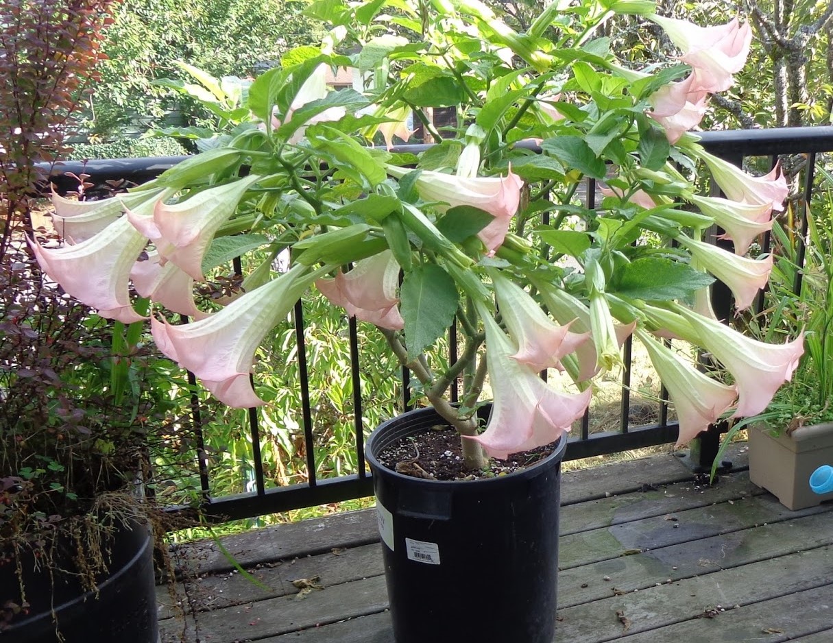 brugmansia deck