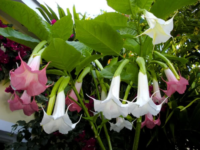 brugmansia