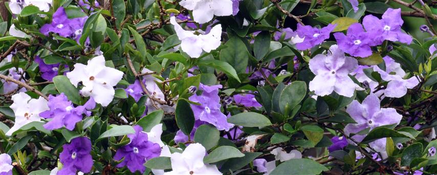 brunfelsia-uniflora