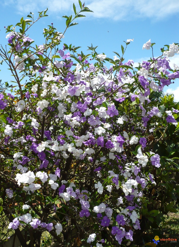 brunfelsia-uniflora-visoflora-6357