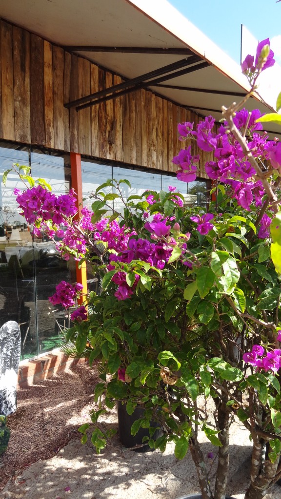 Bougainvillea