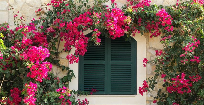 bouganvillia bouganvillia