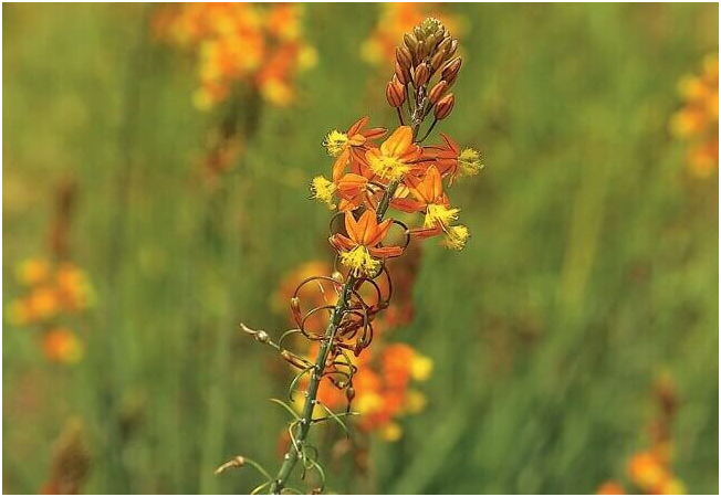 bulbine