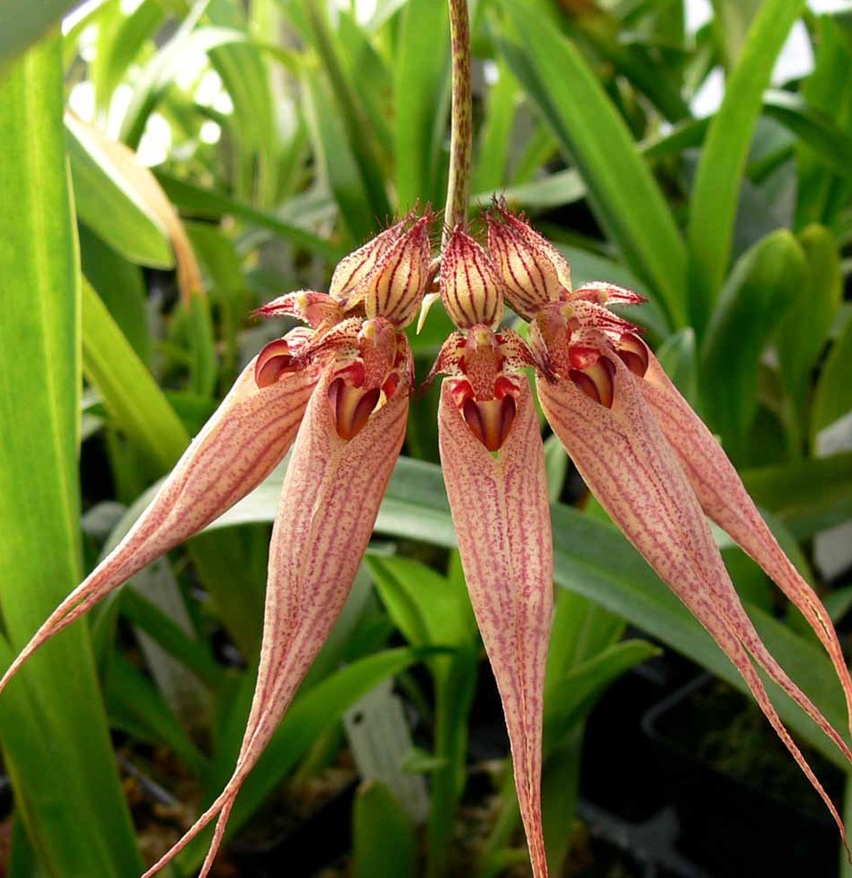 bulbophyllum longissimum