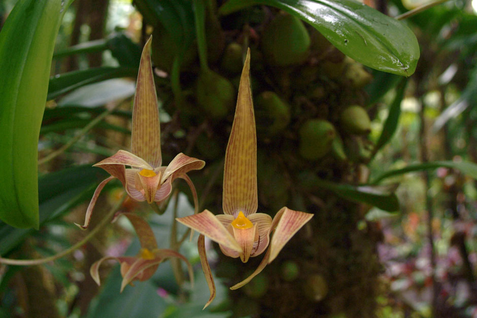 bulbophyllum_dearei_var_red