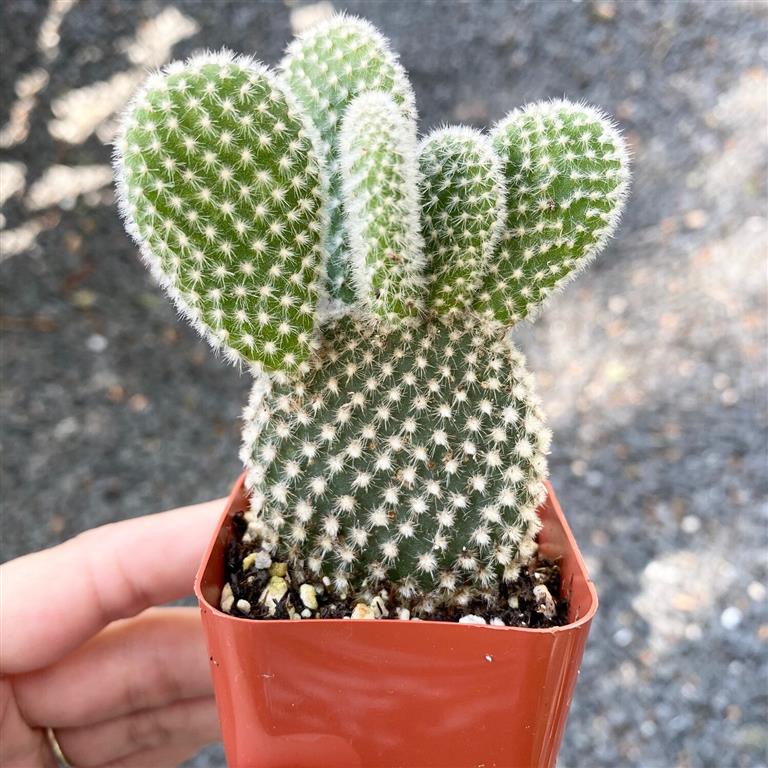 opuntia microdaysis