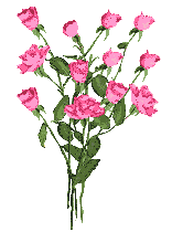 buque rosa