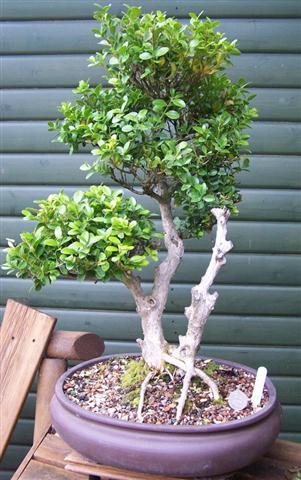 buxus (Small)