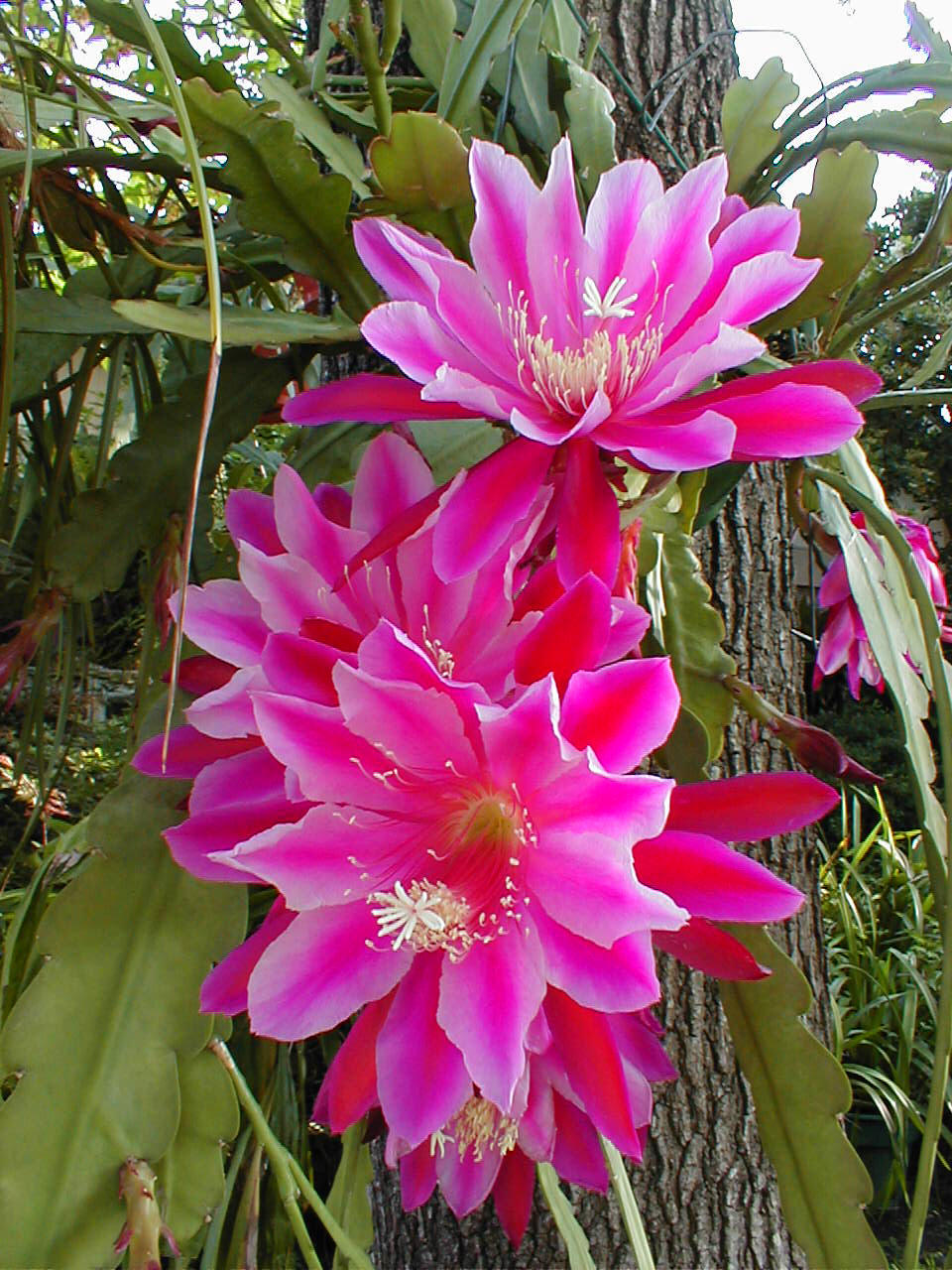 cac.orquídea
