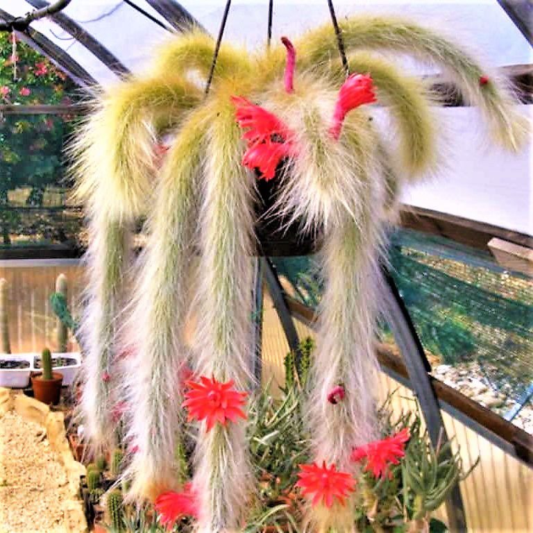 cacti Rabo-de-macaco