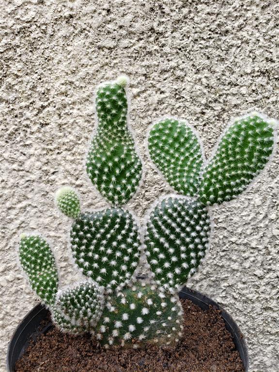 cacto-opuntia-microdasys