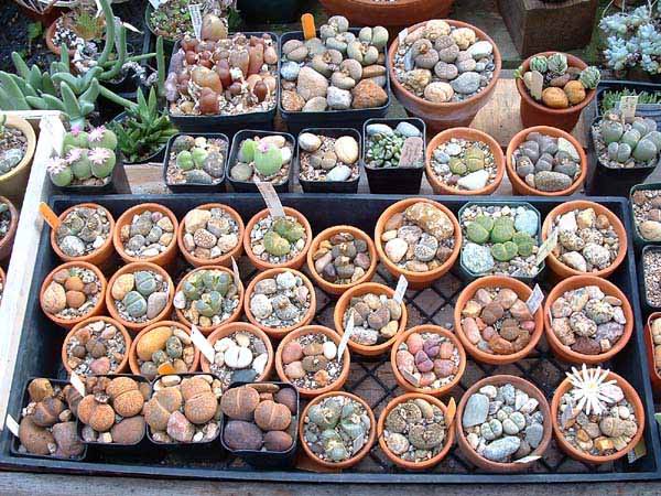 cacto pedra-Lithops