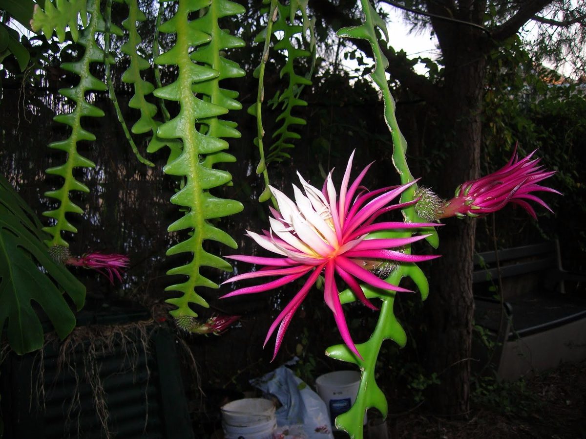 cacto-sianinha-cryptocereus-anthonyanus-F