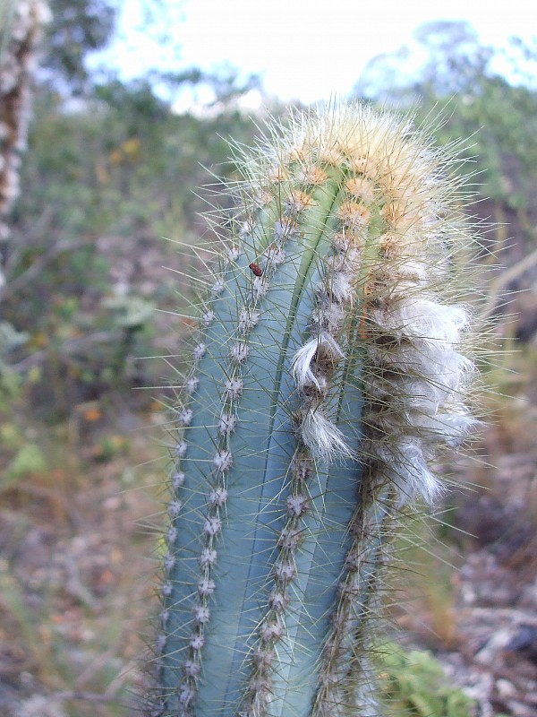 cactoazul