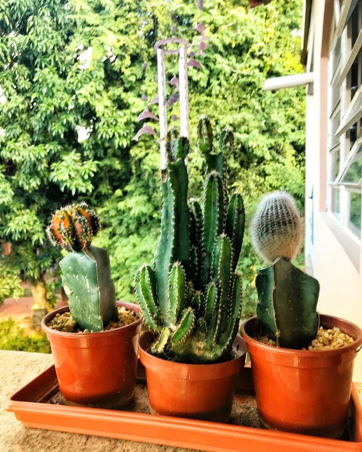 cactos