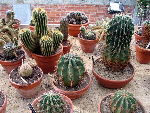 cactos