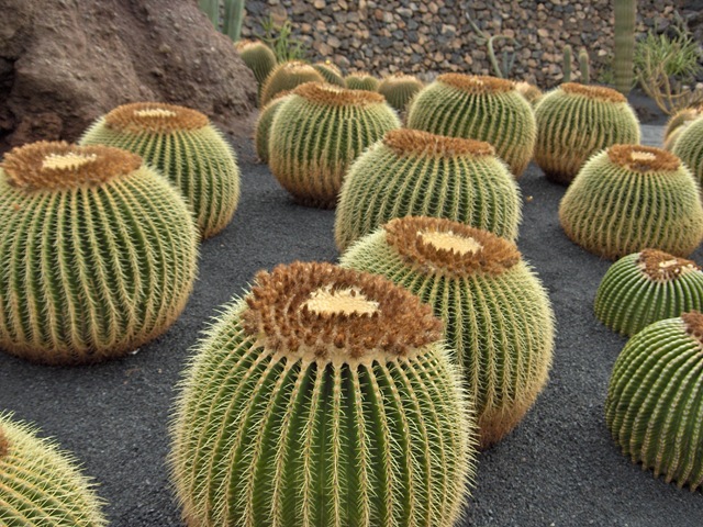 cactos