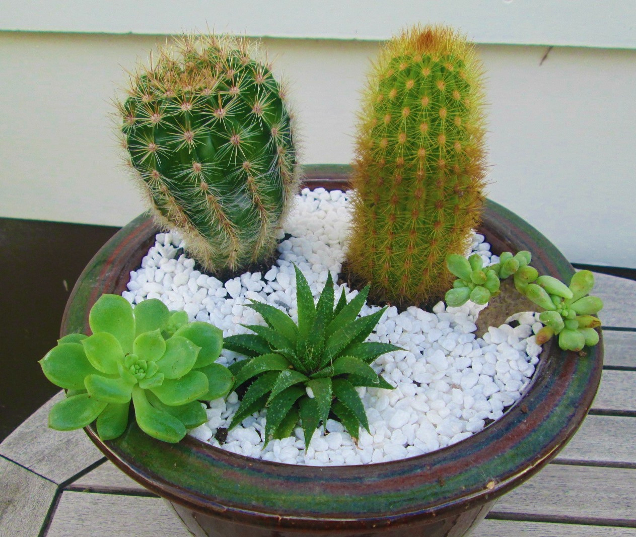 cactos