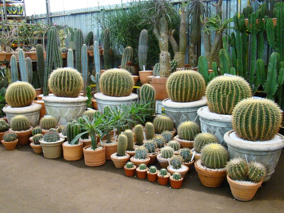 cactos