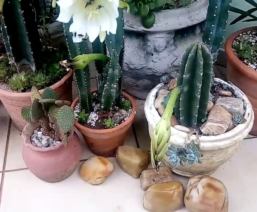 cactos