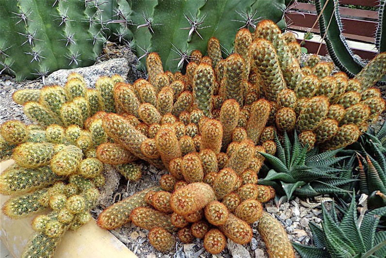 cactos