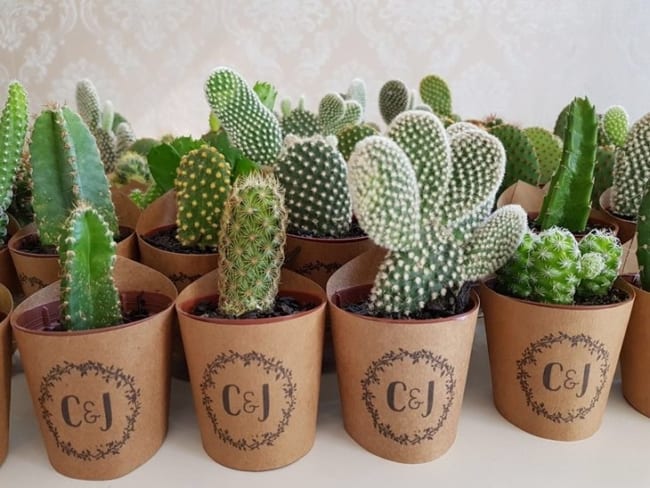 cactos