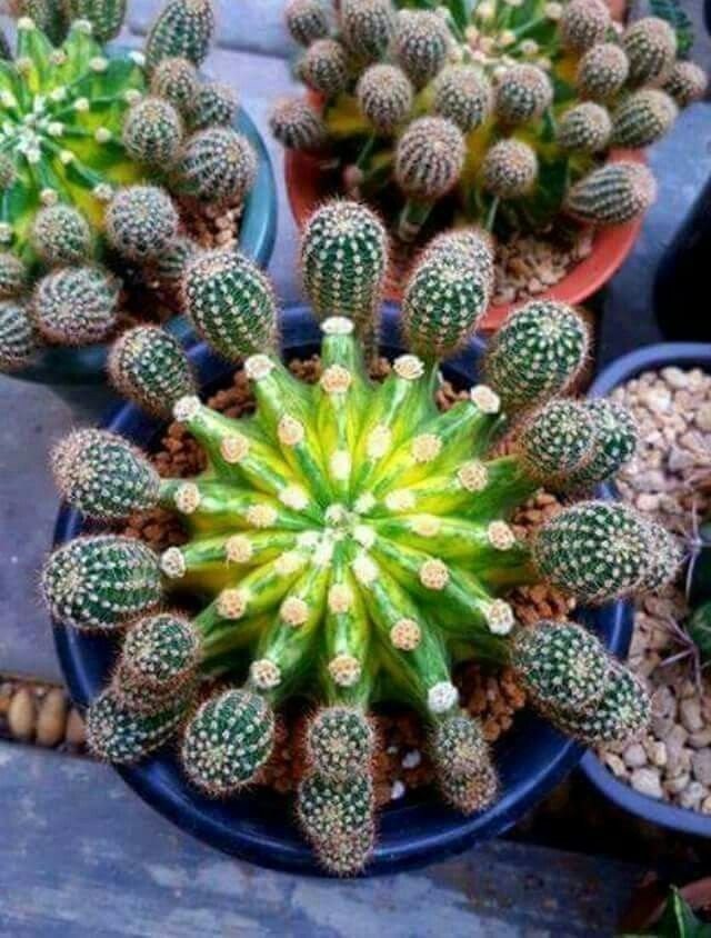 cactos