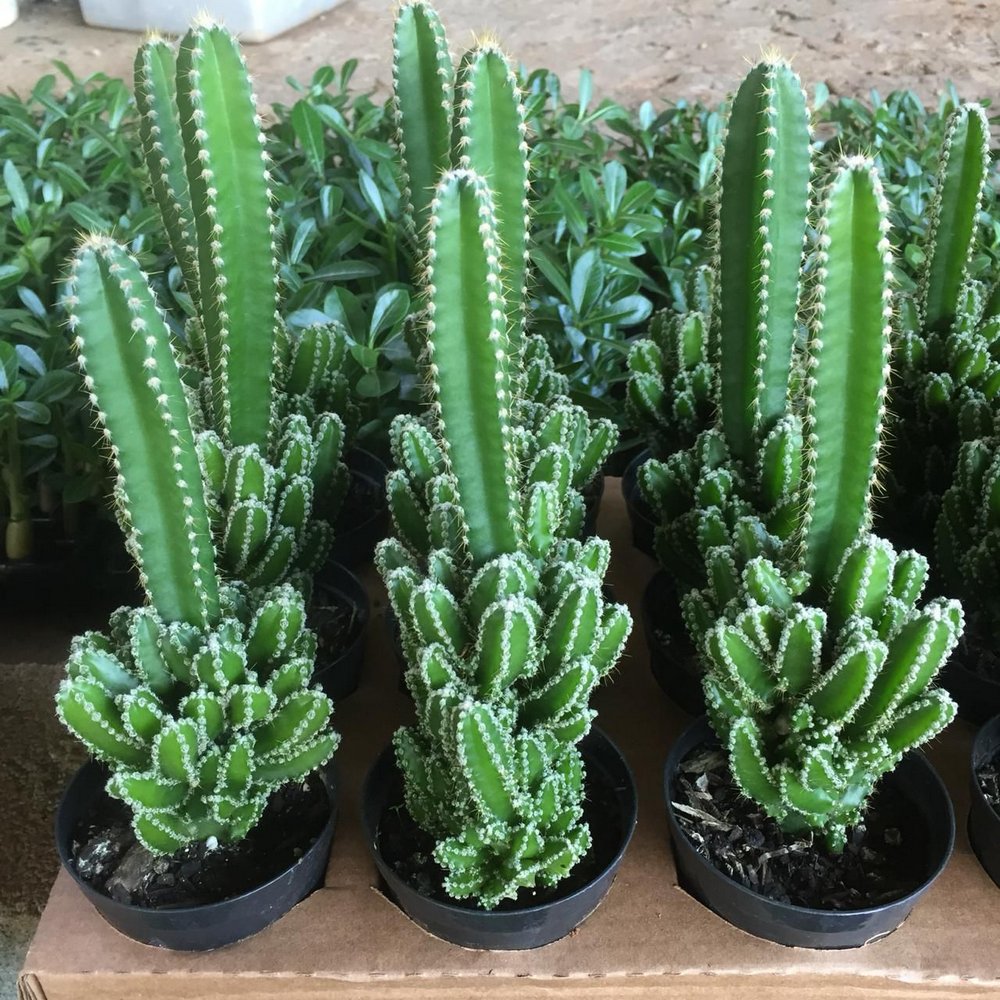 cactos