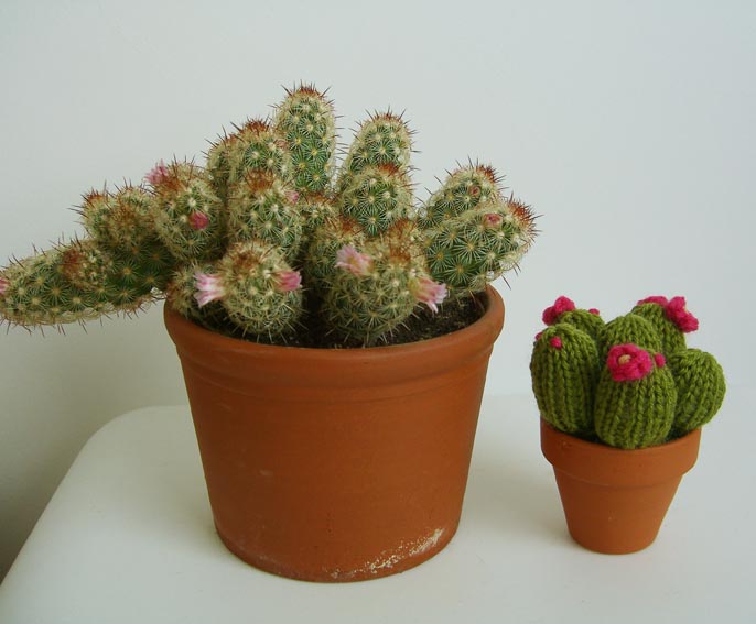 cactos