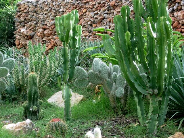 cactos