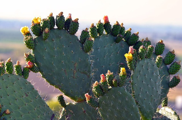 cactus-3