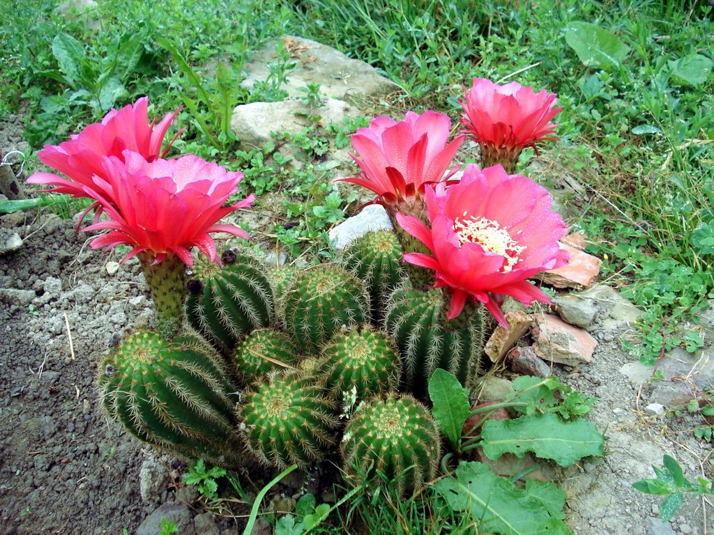 cactus florido