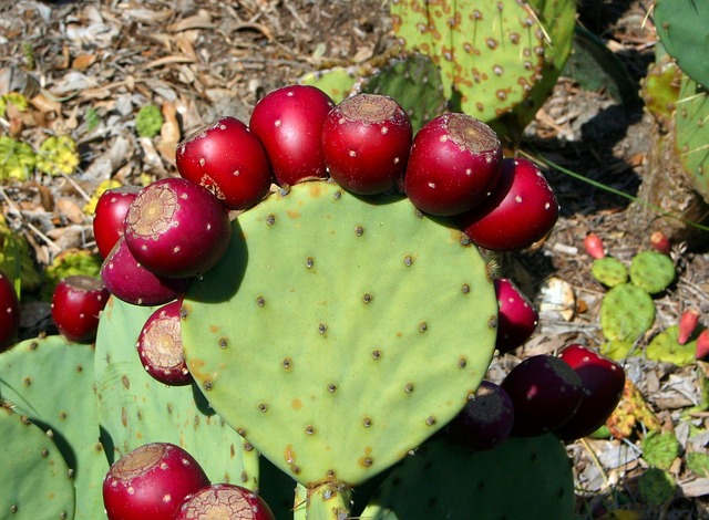 cactus-frutos