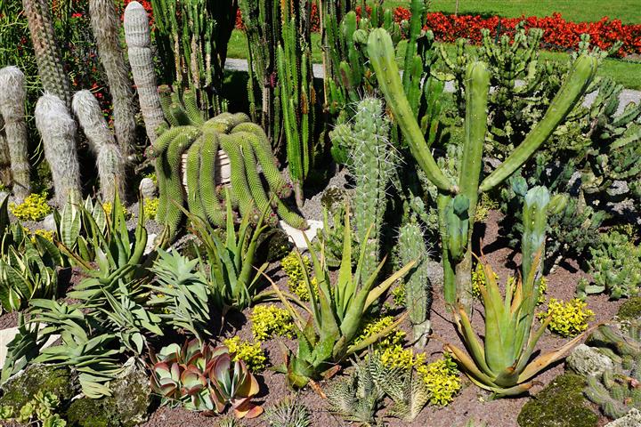 cactus-jardim