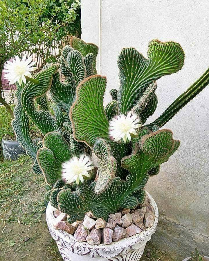 cactus monstruosus