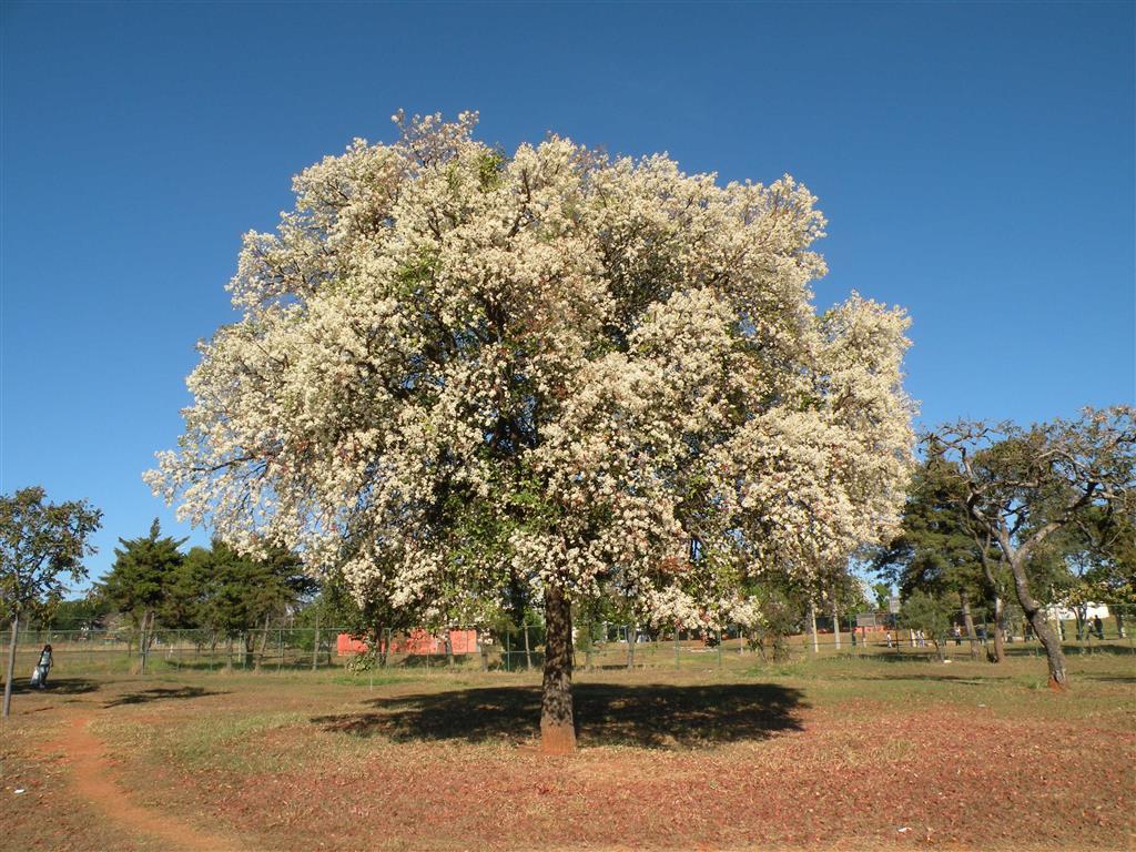 cagaiteira