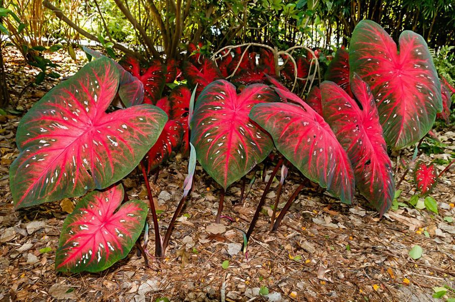 caladium