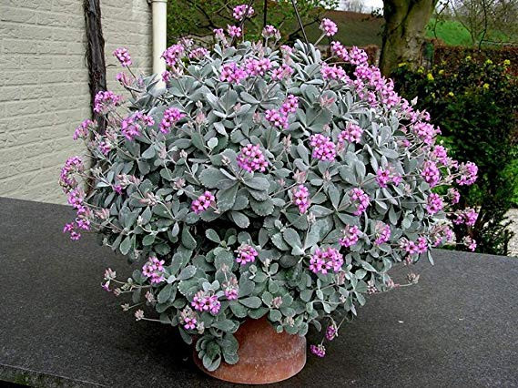 kalanchoe-pumila.