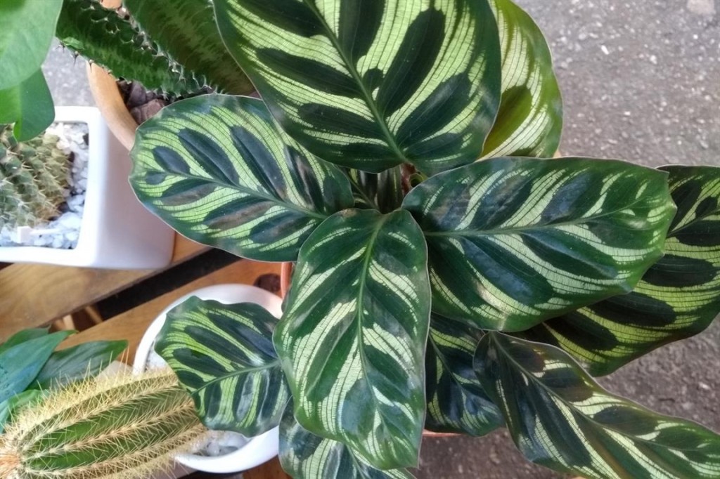 maranta