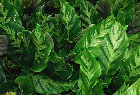 calathea_louisae