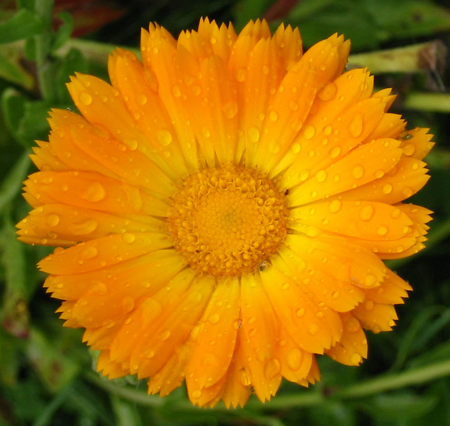 calendula (1)