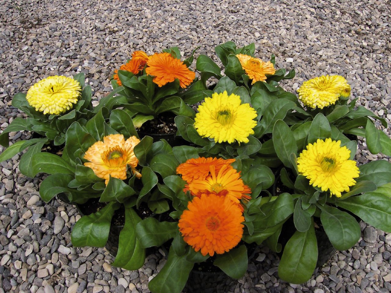 calendula-officinalis-mix4