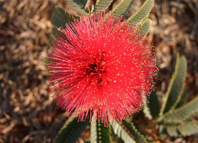 caliandra (Small)