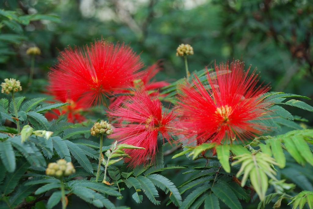 caliandra vermelha