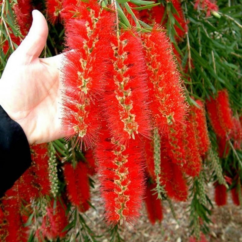 callistemon